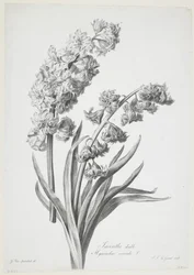 Jacinto doble, de Fleurs Dessinees d
